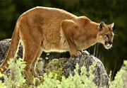 Mountain lion danville ca