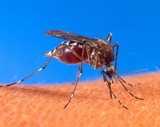 west nile virus contra costa county