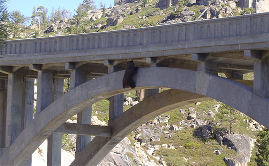 bear2.jpg