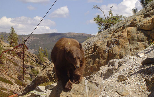 bear7.jpg