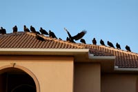 Foreclosure-vultures