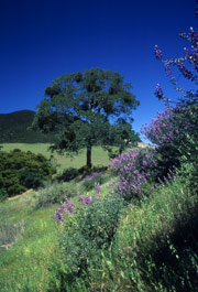 Danville_mt_diablo