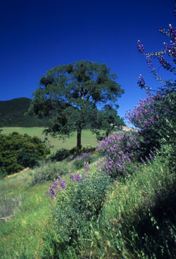 mt_diablo danville