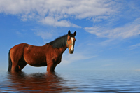 Horsetowater