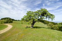 Mt Diablo Norris Canyon Estates Homes for Sale San Ramon CA