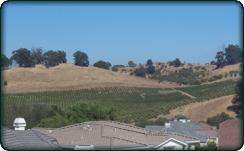 Vineyard